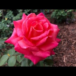 Meet your Posher, Mico